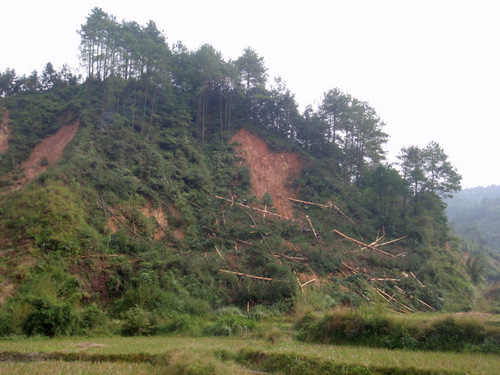 Felled timber.